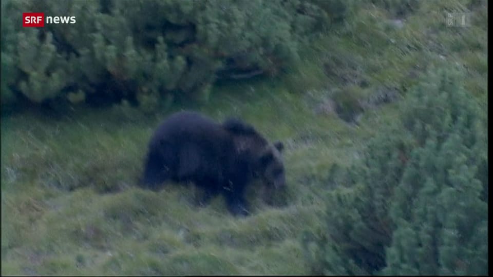 Archiv: Gefahrenpotential durch Bären in der Schweiz