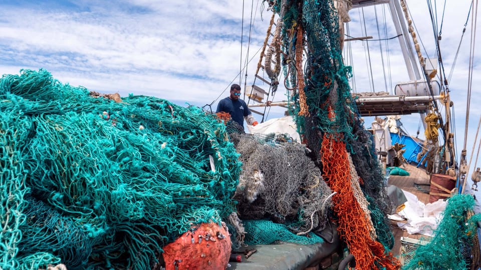 Plastikabfall im Meer - Wie Plastik sammeln Meerestieren schadet ...