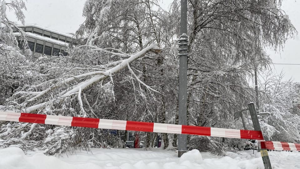 Schneeschäden in der Schweiz
