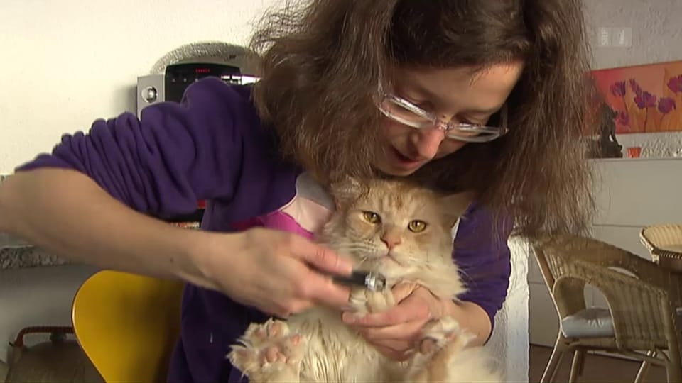 Aus dem Archiv: SRF-Dok zu Katzen-Tierliebe um jeden Preis