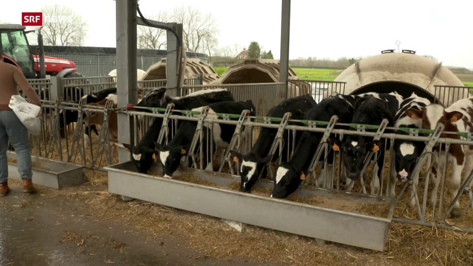 Archiv: Belgiens Regierung will Vieh-Industrie in Schranken weisen