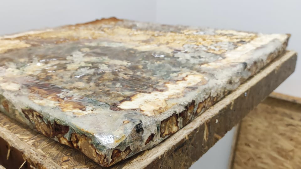 Bodenplatten oder Backsteine aus Pilz – bald serienmässig auf Baustellen zu sehen?