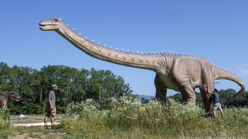 Grosses Dino-Skelett wird in Basel präpariert