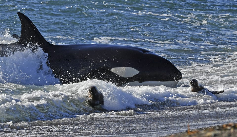 «Orcas brechen vermutlich aus Spass Ruder von Booten ab»