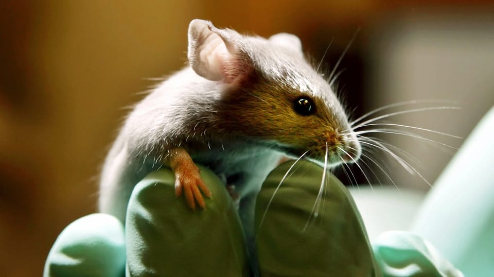 Neue Verbotsinitiative für Tierversuche geplant