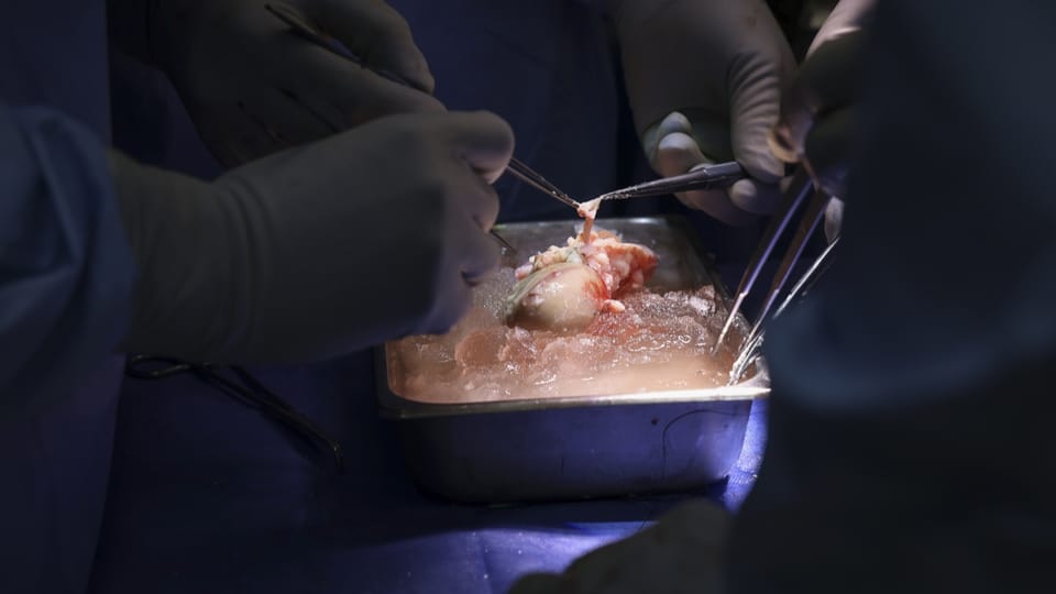 US-Ärzte setzen erstmals Patient eine Schweineniere ein