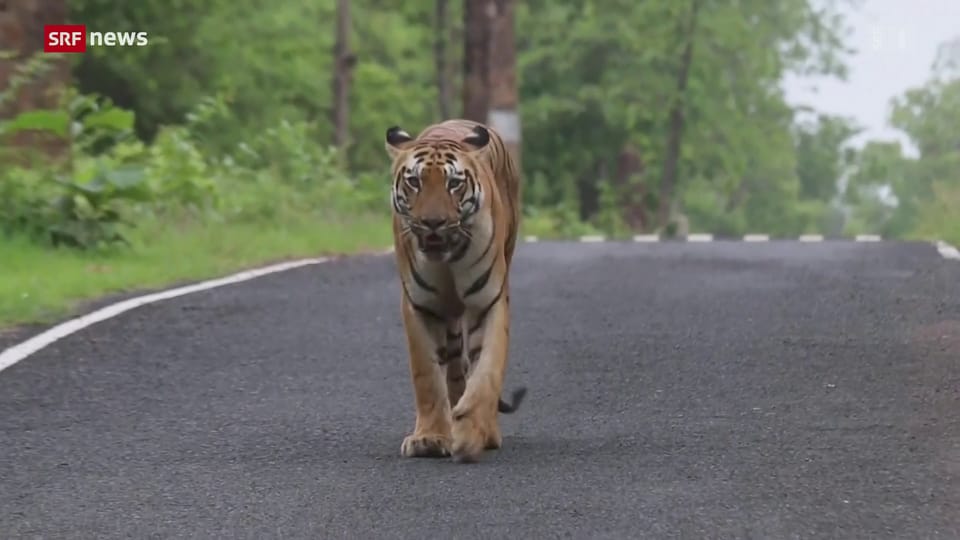 Indien: Tigerpopulation wächst langsam wieder