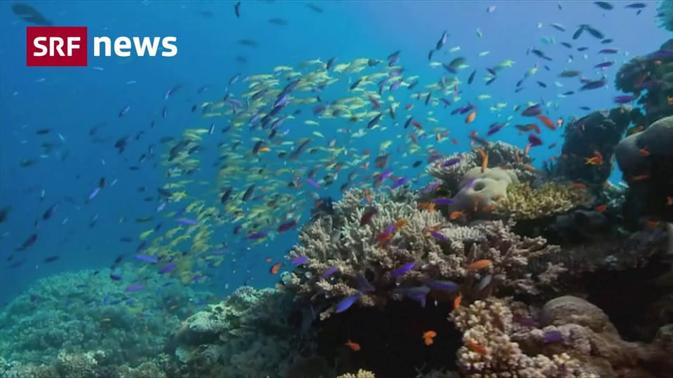 Aus dem Archiv: Möglicher Todesstoss für das Great Barrier Reef