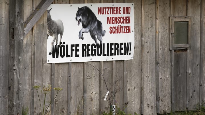 Aus dem Archiv: Tote Alpakas: Wölfe schlugen in Dorfnähe zu