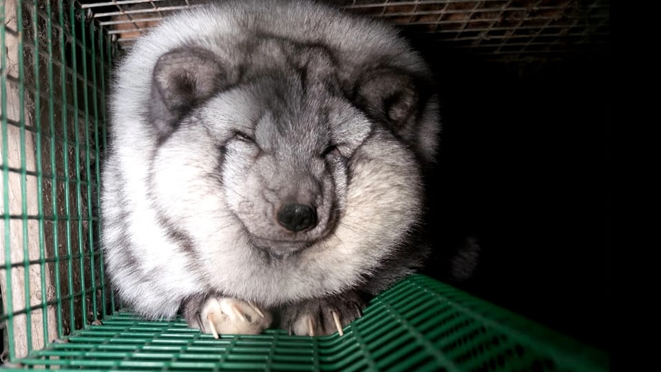 Archiv: Pelz aus Zucht – das Leiden von Polarfuchs und Marderhund