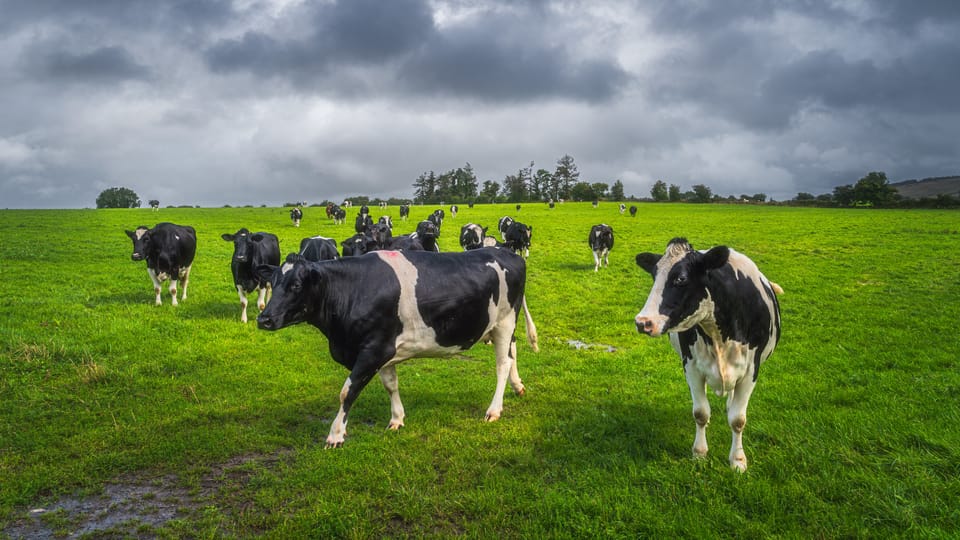 Die Zahl der Kühe in Irland soll reduziert werden