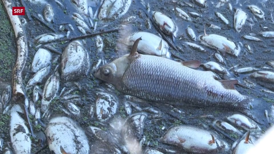 Aus dem Archiv: Fischsterben in der Oder