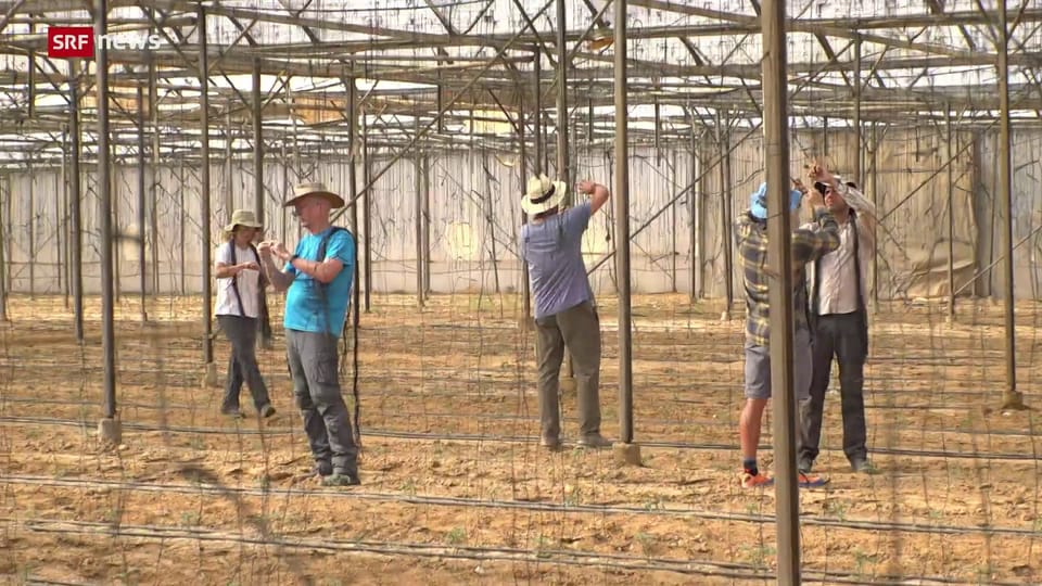 Freiwillige helfen auf israelischen Gemüse-Farmen