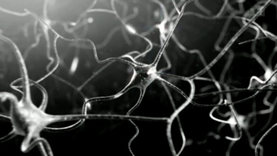 Human Brain Project: Zwischen Biologie und Computerwissenschaft