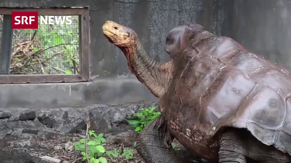 Aus dem Archiv: Die Riesenschildkröte, die ihre ganze Art rettete