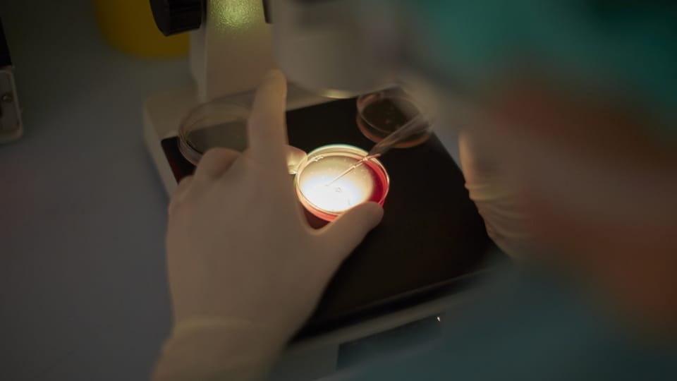 Parlament spricht sich für Legalisierung der Eizellenspende aus