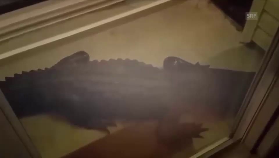 Alligator vor der Haustüre (unkomm.)