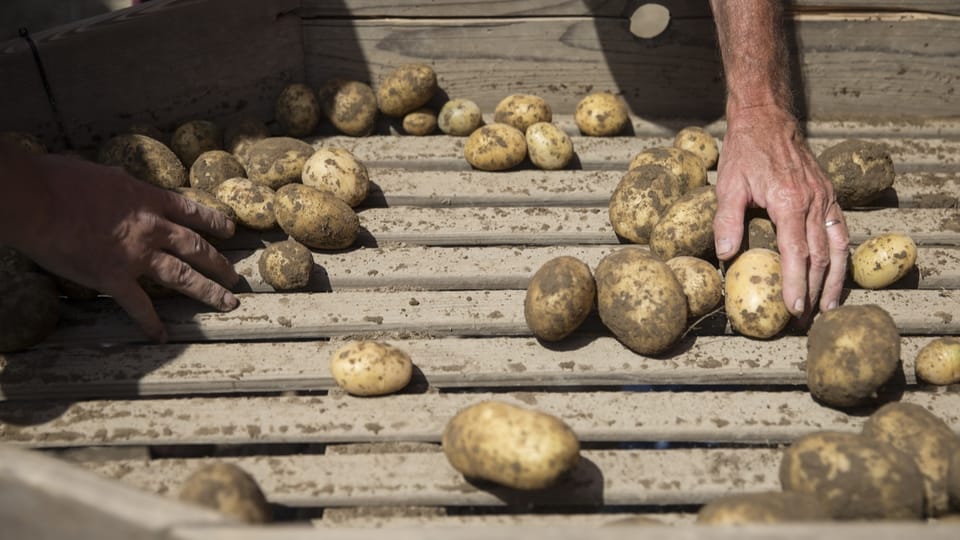 Hitze und Regen sorgen für schlechte Kartoffelernte