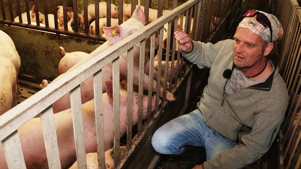 Wie ein Schweinemäster die Tierhaltung verbessern will