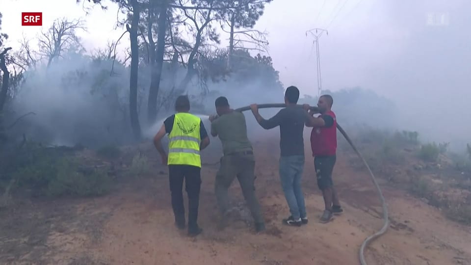 Waldbränden in Algerien, Tunesien und Sizilien
