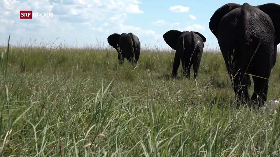 Archiv: Botswana will Elefanten zum Abschuss freigeben