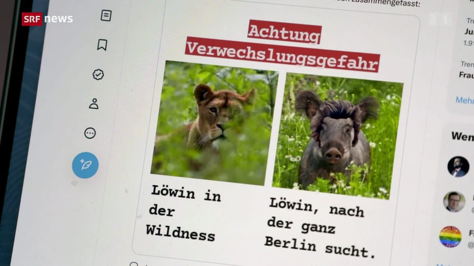 Berlin: Aus Löwin wird Wildschwein