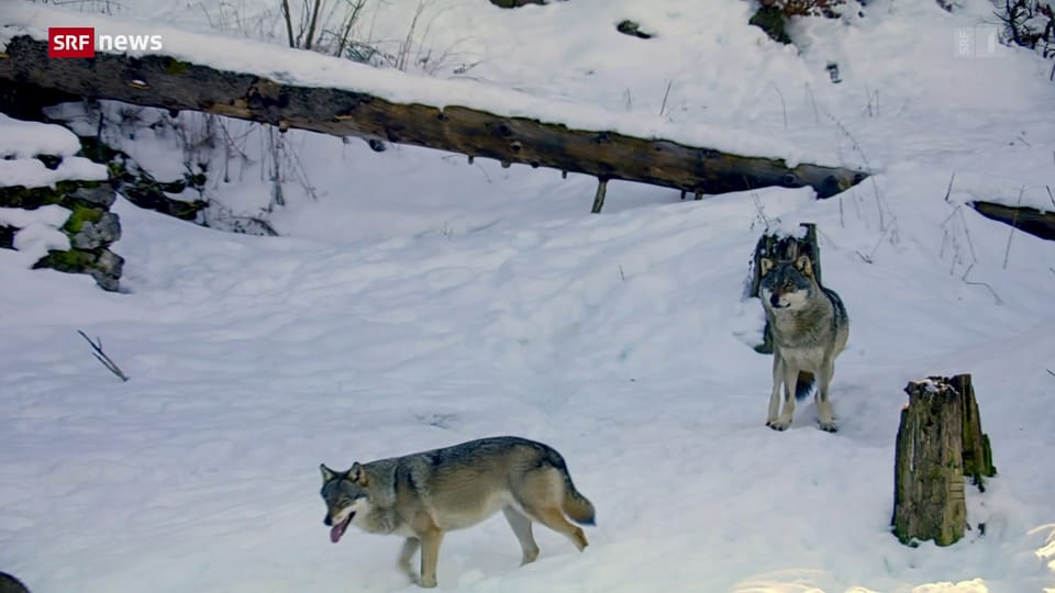 Neue Jagdverordnung soll präventiven Wolfsabschuss ermöglichen