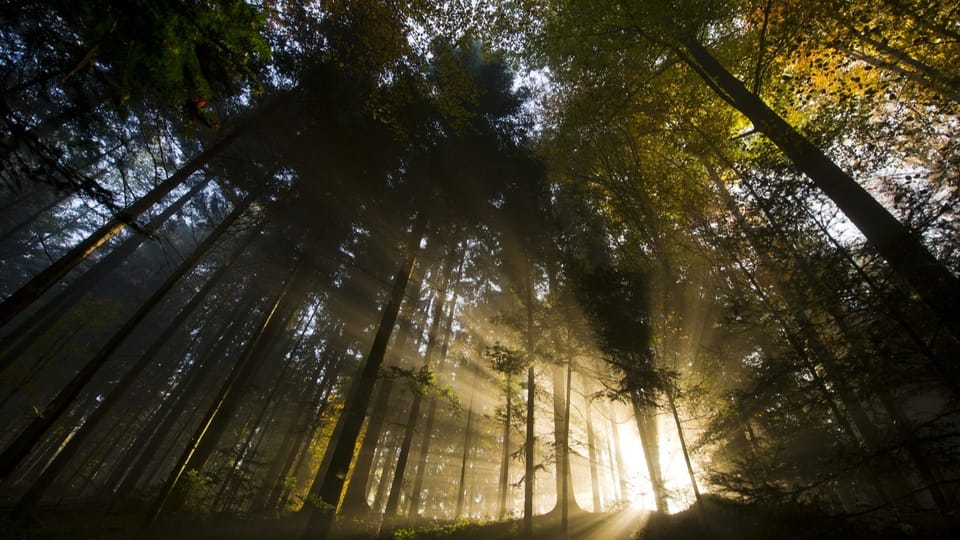 Pilotversuch in Baden soll zeigen, ob man den Wald als Klimaanlage nutzen kann