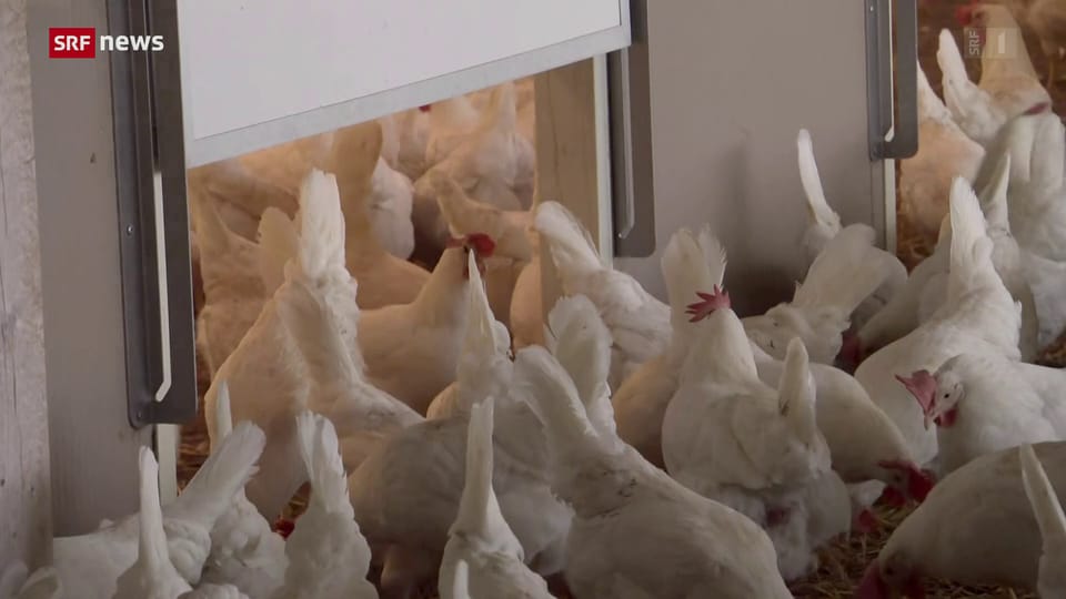 Vogelgrippe: Geflügelhalter müssen besondere Vorschriften einhalten