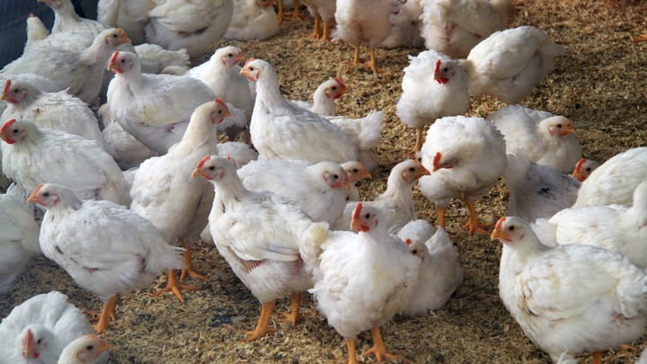 Wegen dem Vogelgrippe-Virus müssen Hühner wieder in ihren Ställen bleiben