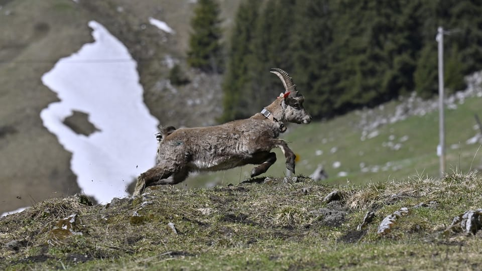 So wird der Steinbock am Stockhorn ausgewildert