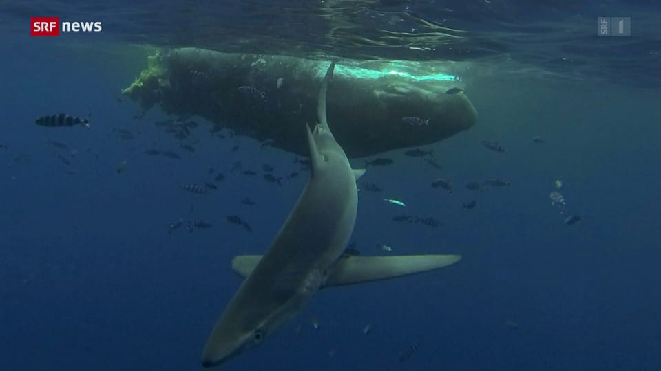 Mehr Schutz für Wale im Mittelmeer