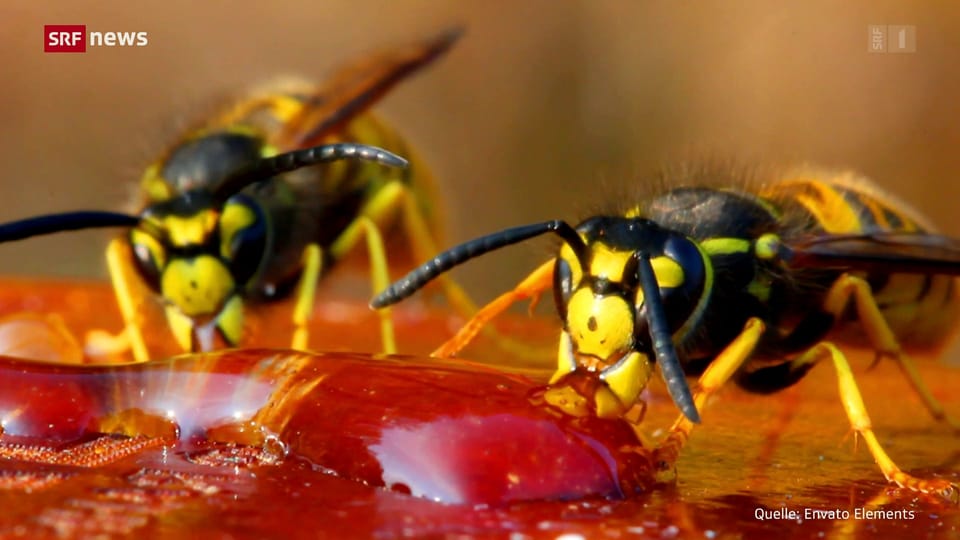 Gefährlichere Wespen wegen der Sommerhitze 