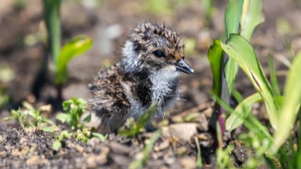 Das Schweigen der Vögel | Wie Pestizide heimische Vogelarten bedrohen
