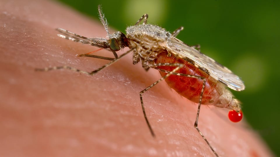 Malaria – insektizidresistente Mücken