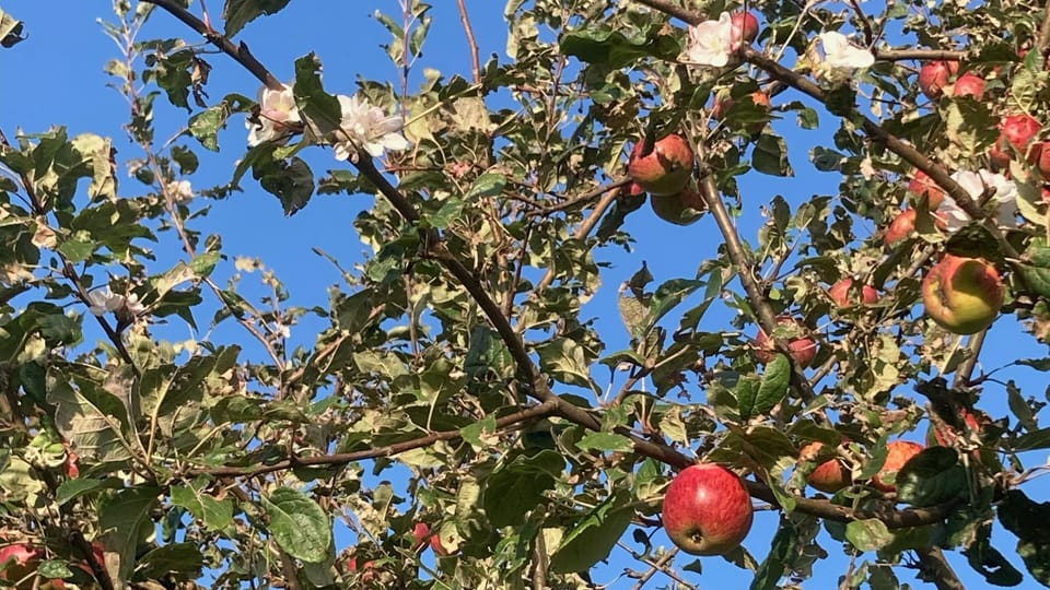 Blüten im Oktober «Bei uns blühen die Apfelbäume im Herbst» Radio