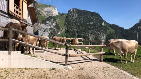 Alpi svizzere – Tradizioni e misteri