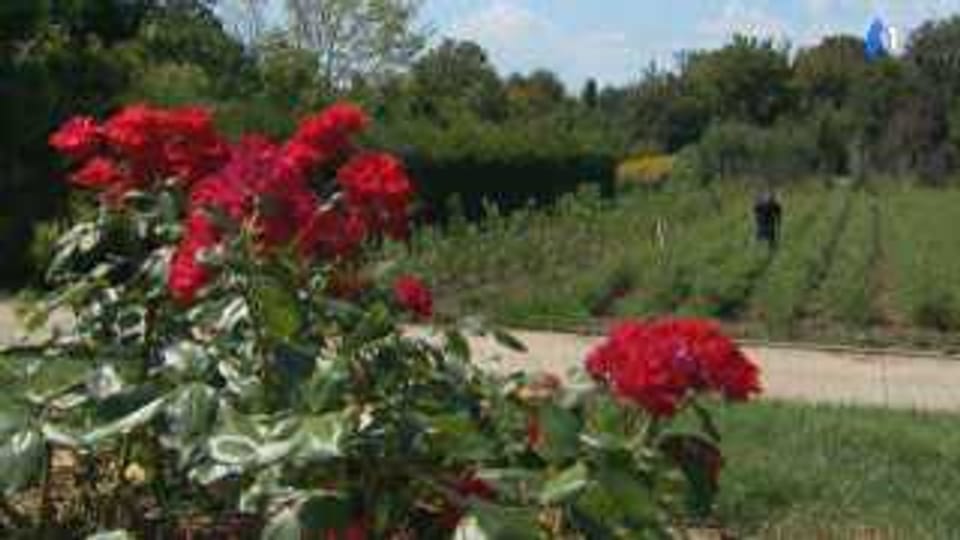 The Rose Garden at Washington Oaks