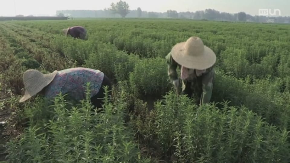 A bon entendeur La production de la stévia en Chine Play RTS
