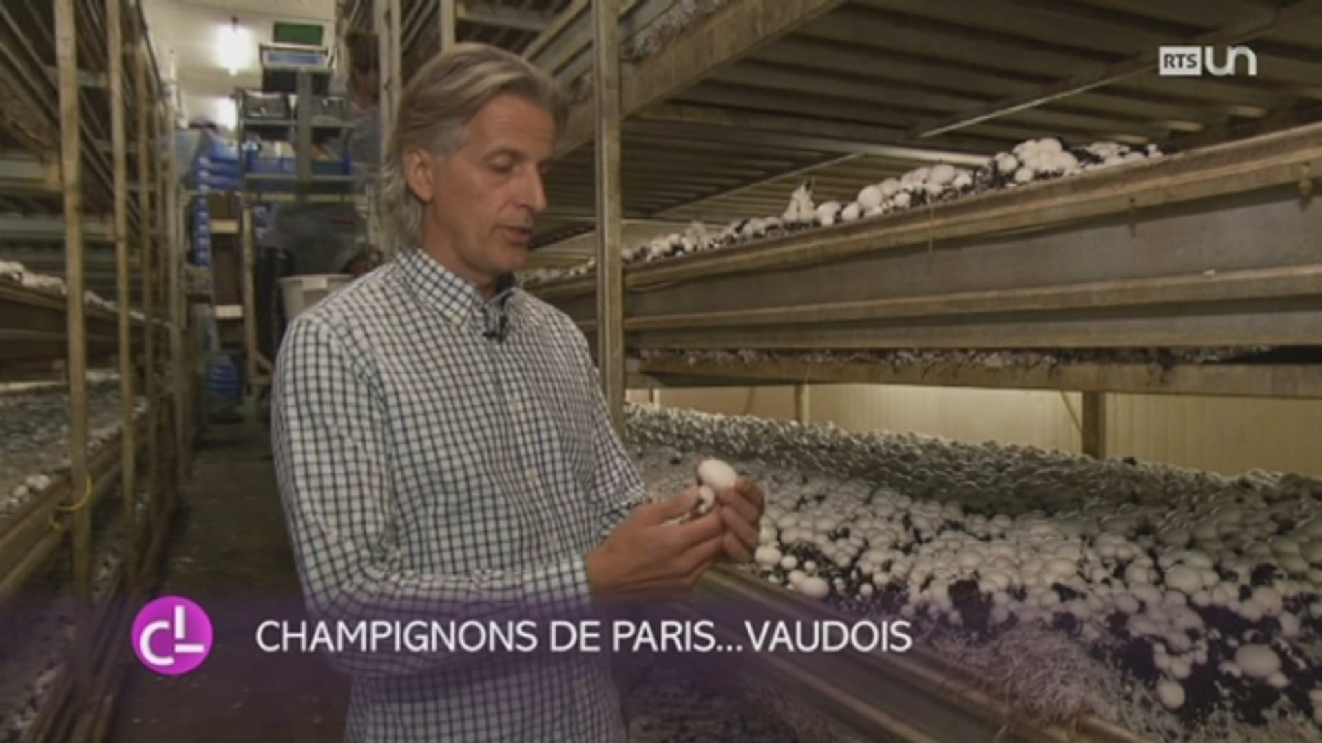Entreprise de l'alimentation - Les champignons de Paris vaudois poussent à  Aigle en climat tempéré