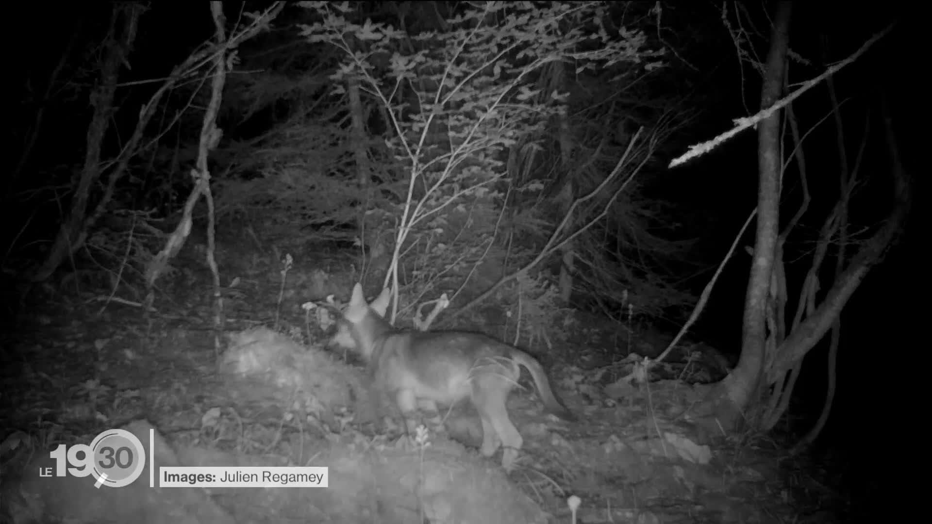 Des loups quelques m tres des habitations dans le village de L Orient VD