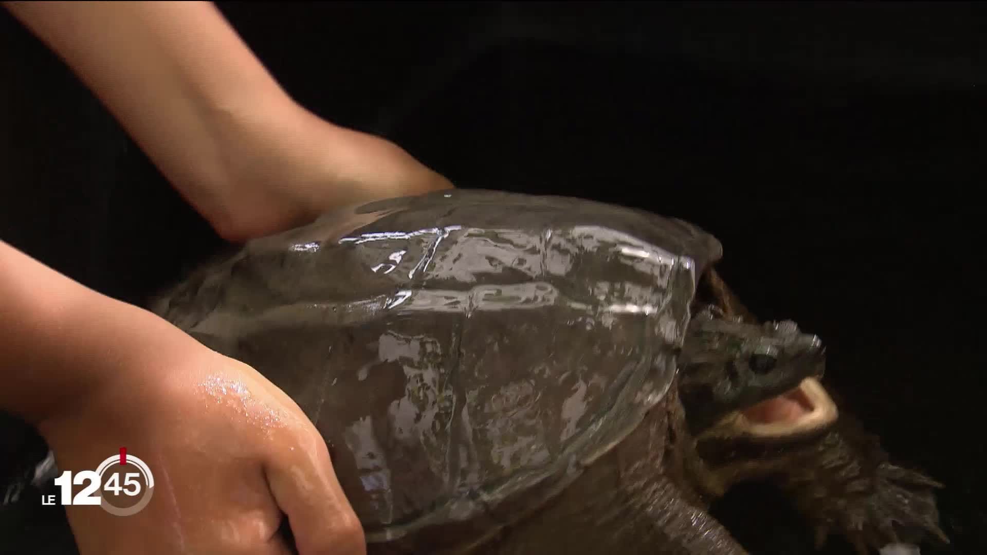 Une deuxième tortue hargneuse découverte dans le canton de Vaud -  -  Vaud