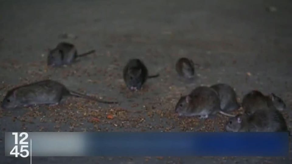 12h45 - Les rues de New York sont infestées de rats. Des habitants ont ...