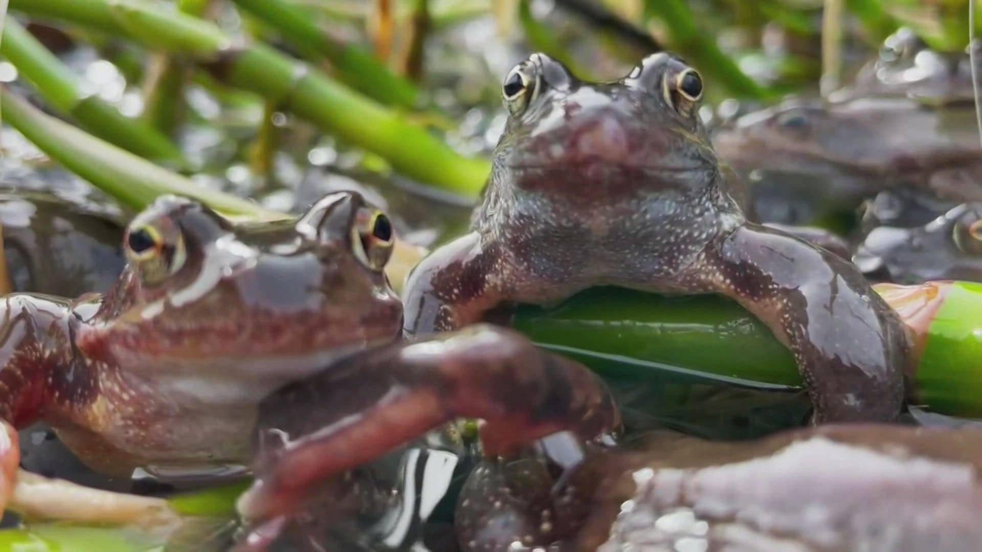 Le mystère des grenouilles vertes - Grande Cariçaie