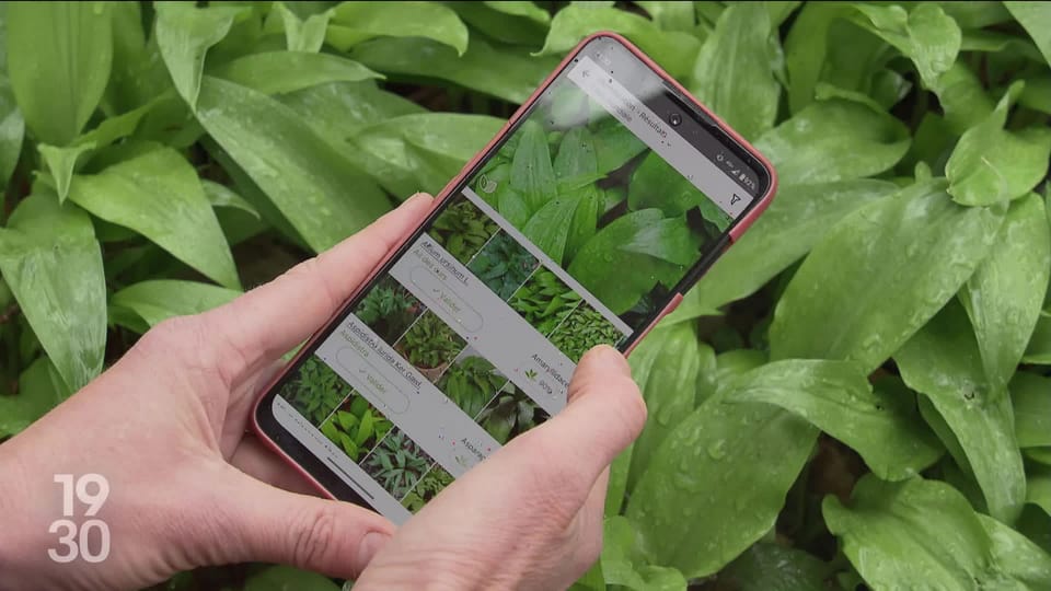 19h30 De plus en plus d’applications mobiles proposent des conseils pour soigner vos plantes