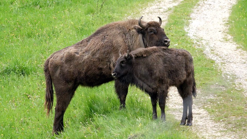 絶滅したバイソンを育むスイスの森 - SWI swissinfo.ch