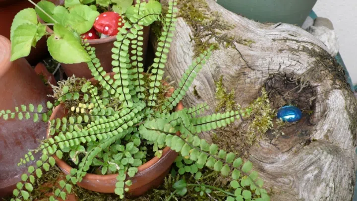 kunstpflanzen kaufen schweiz Kunst Drachenbaum – 150 cm, pflegeleicht & realistisch – novistore main image 1