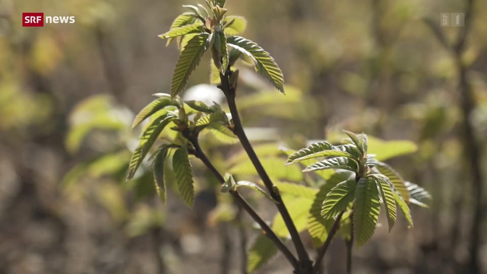 Frankreich: Resistente Bäume für den „Wald von morgen“ Frankreich: Resistente Bäume für den „Wald von morgen“