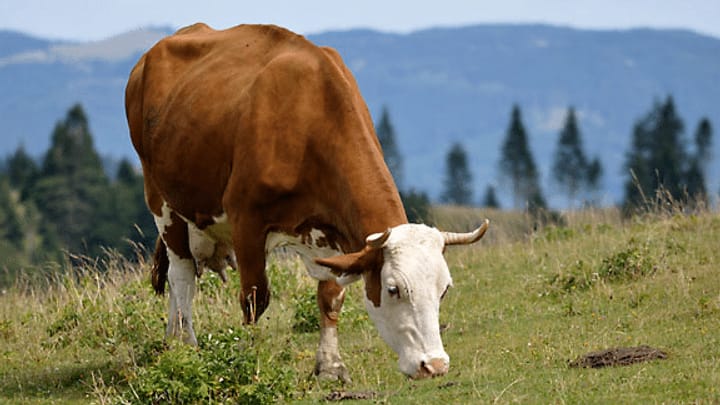 Können Milchkühe von Gras allein leben?