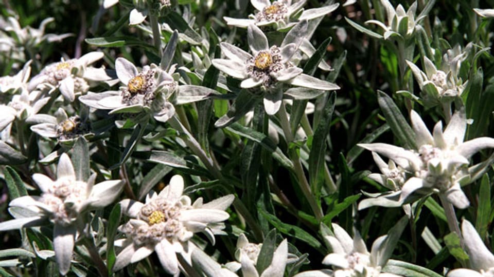 Nationalblume: Edelweiss, Alpenrose oder Enzian?